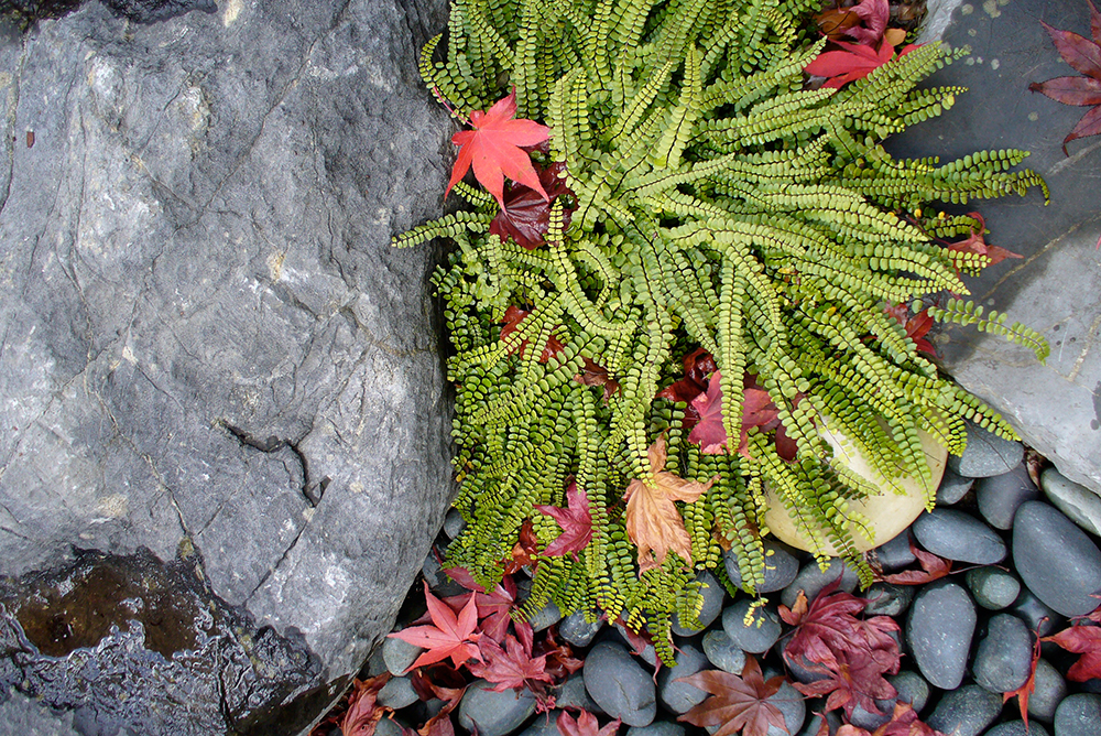 Asplenium trichomanes