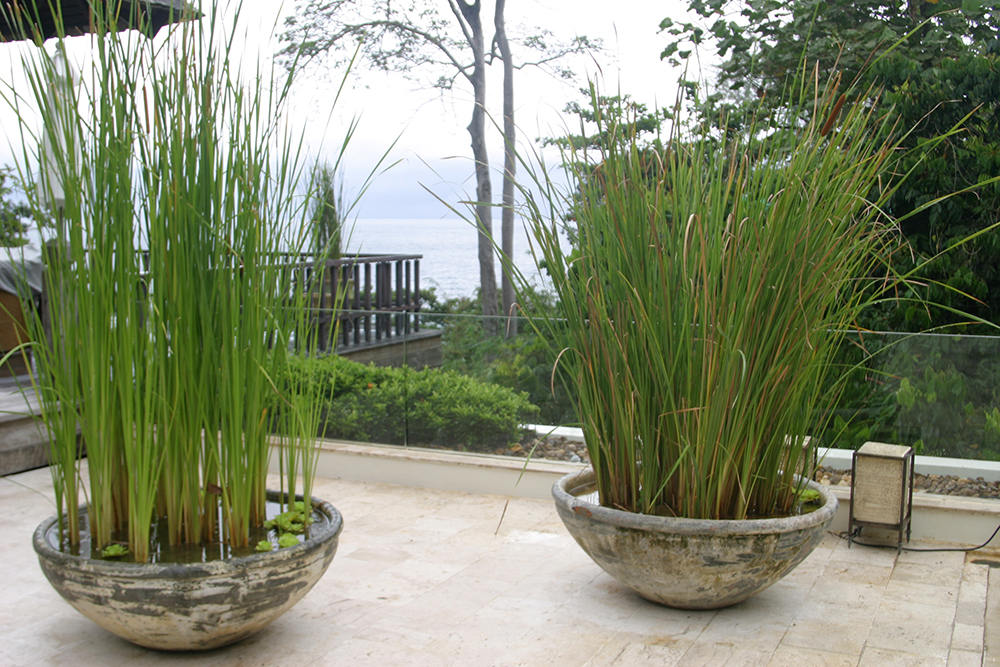 potted reed plants