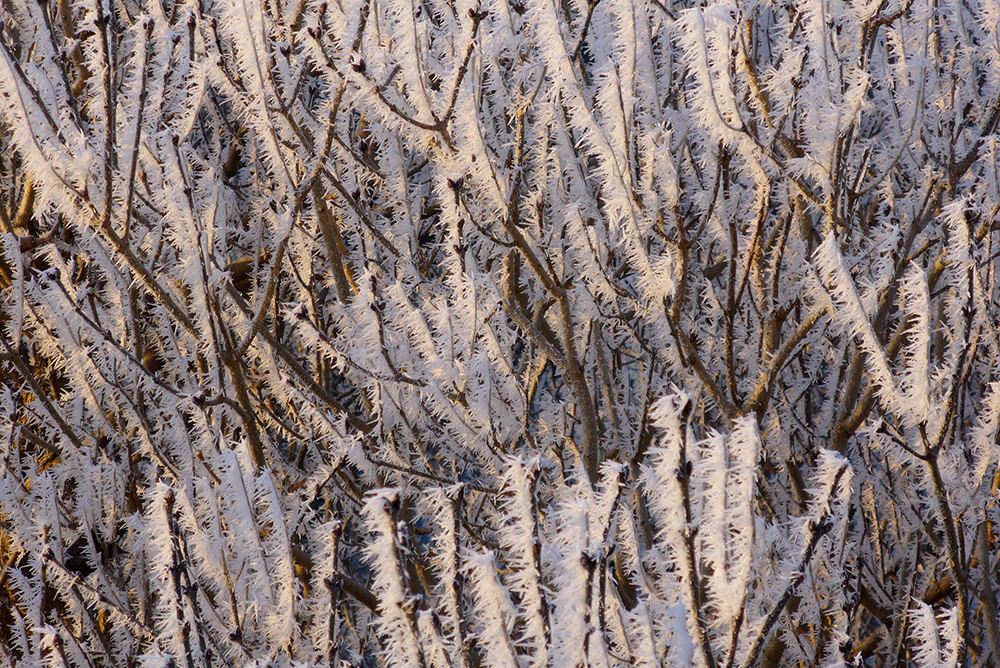 Frost an Zweigen