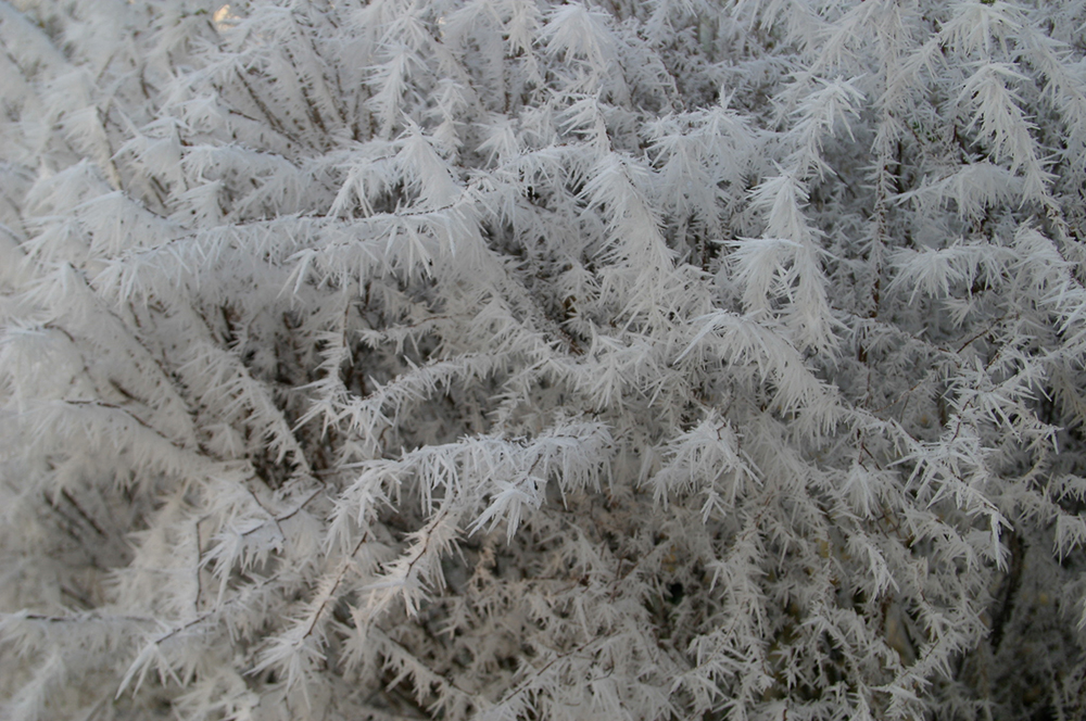 Frost an Zweigen