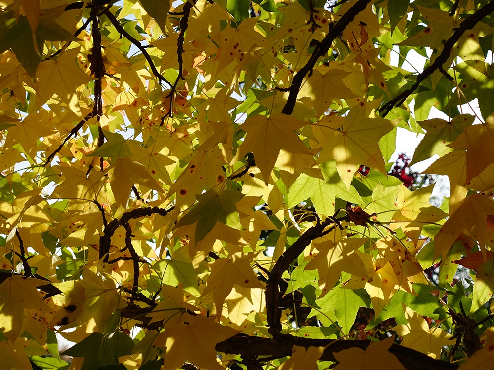 Liquidambar styraciflua, Herbstverfärbung