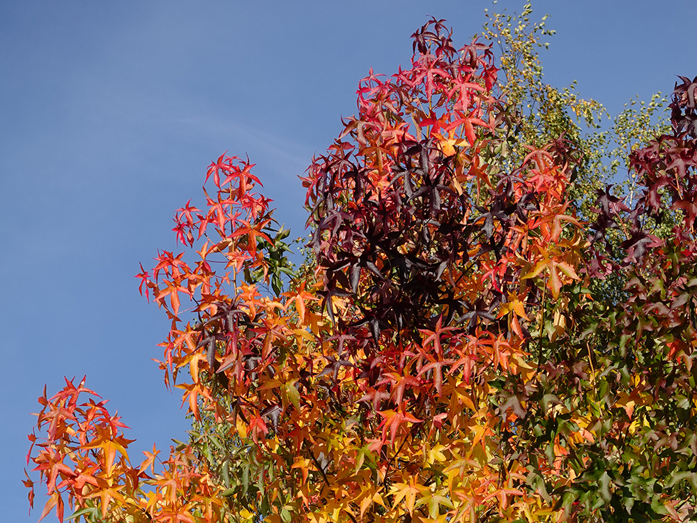 Liquidambar styraciflua, Herbstverfärbung
