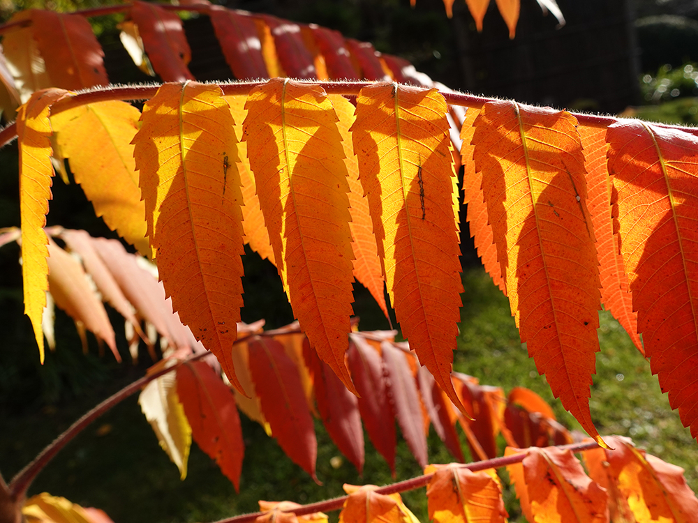 Rhus, Essigbaum, Herbstverfärbung