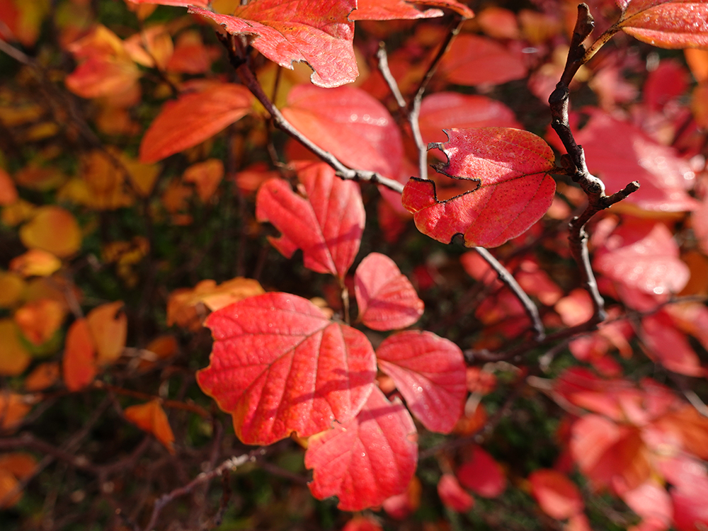 Fothergilla major, Herbstverfärbung