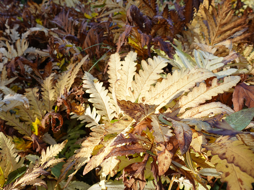 Onoclea sensibilis, Herbstverfärbung